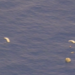 Video: Pararescue Jumpers Save Master of Fishing Vessel Off Hawaii