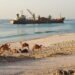 Resolve removes wreck that threatened turtle nesting beach image description