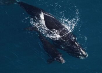 North Atlantic Right Whales