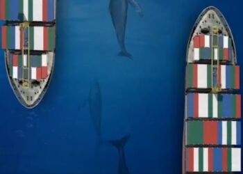 Panama Canal Reiterates Maritime Standards For Protection Of Cetaceans