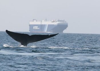 NYK Honored for Its Efforts to Protect Whales and Reduce Air Pollution
