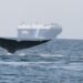 NYK Honored for Its Efforts to Protect Whales and Reduce Air Pollution