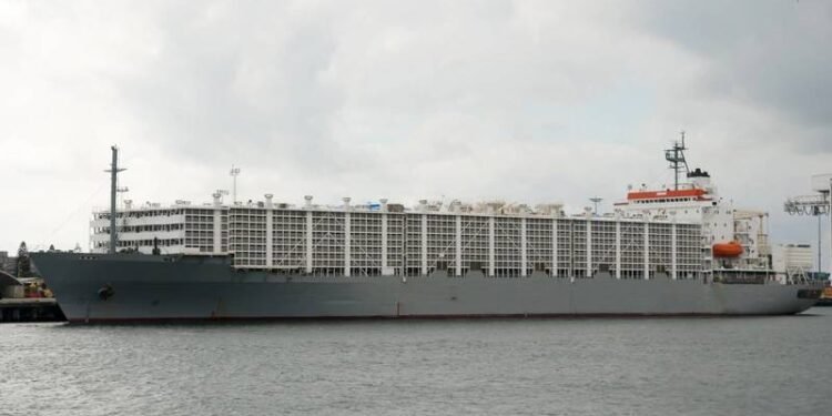 New Zealand to Review Livestock Shipping After Capsizing