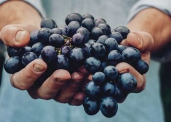 Maersk Starts End-to-end Cold Chain Logistics For Grapes’ Export From Nashik And Sangli To North Europe