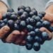 Maersk Starts End-to-end Cold Chain Logistics For Grapes’ Export From Nashik And Sangli To North Europe