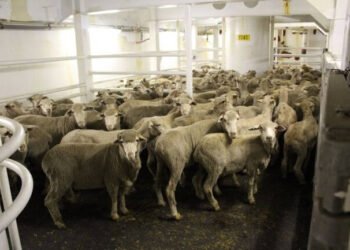 Sheep moratorium part of industry re-set