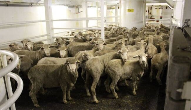 Sheep moratorium part of industry re-set