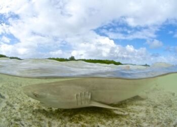 bull-shark