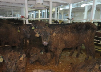 live export