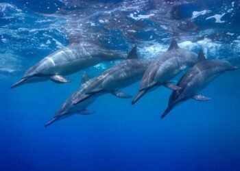 OPINION: Regulating Grey Water ... the Time is Now