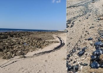 tar-deposits-in-israel-beach