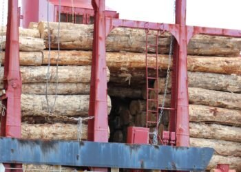 New Zealand Stevedoring Company Agrees to Industry-First ‘Enforceable Undertaking’ After Near-Fatal Accident