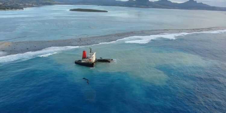 Outrage as Dead Dolphins Wash Ashore in Mauritius Near Wakashio Wreck