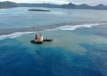 Preliminary Report Shows No Oil Found in Dead Dolphins in Mauritius