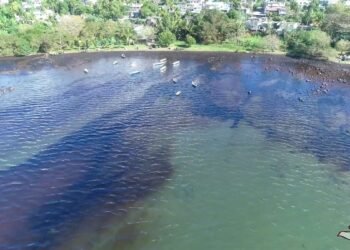 MOL Apologizes for Wakashio Grounding in Mauritius