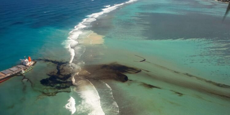 Dolphin Death Mystery Stokes Anger in Mauritius