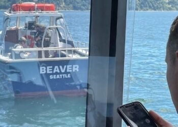 beaver