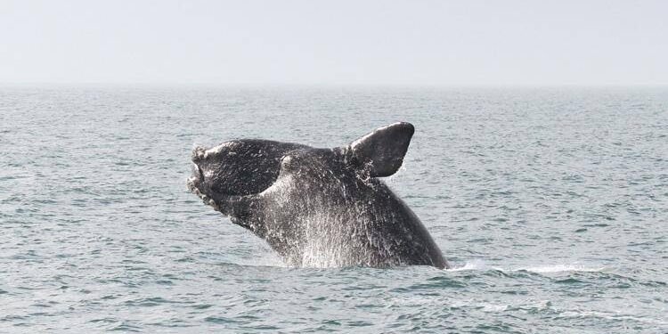 US Urges Change in Fishing Practices to Save Endangered Whales