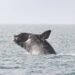 US Urges Change in Fishing Practices to Save Endangered Whales