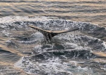 Enviros Petition Feds for Whale-saving Slow Vessel Rule off Florida