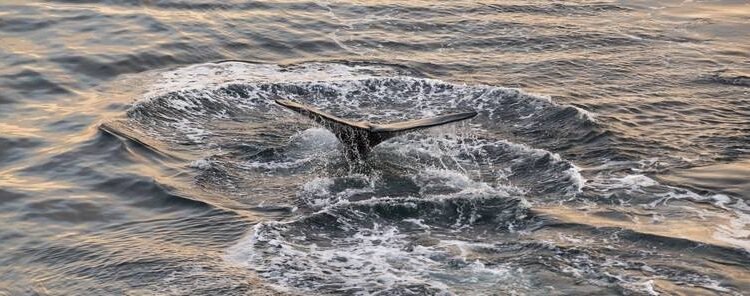 Enviros Petition Feds for Whale-saving Slow Vessel Rule off Florida