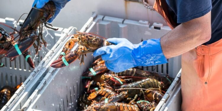 President Trump Threatens EU Auto Tariffs Over Lobsters