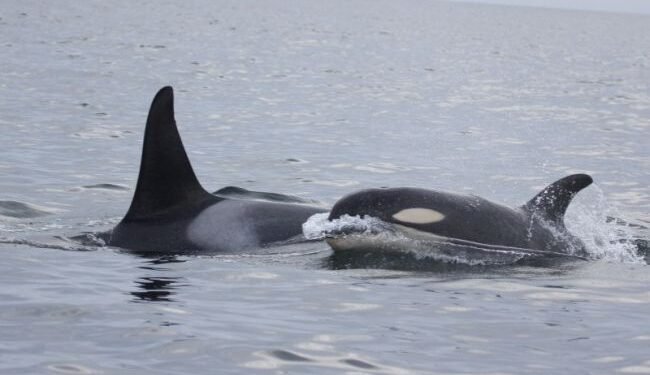 Ships Dumped 35 Million Tonnes Of Contaminated Water Off Coast BC, Canada