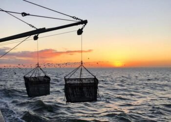 Damen Leads Way For Future Of Mussel Farming With Zero Emissions Research