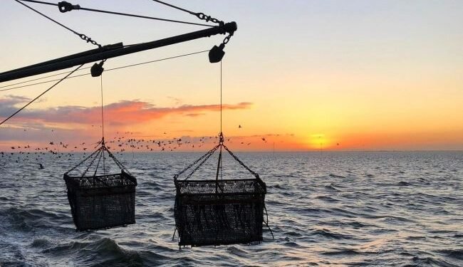 Damen Leads Way For Future Of Mussel Farming With Zero Emissions Research