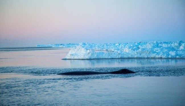 New Wave Of Companies Pledge Not To Ship Through Arctic Ocean