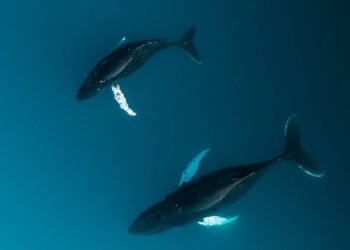 SPACEWHALE: Space Tech, AI meet to Monitor Whales from the Heavans