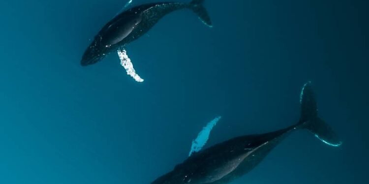 SPACEWHALE: Space Tech, AI meet to Monitor Whales from the Heavans