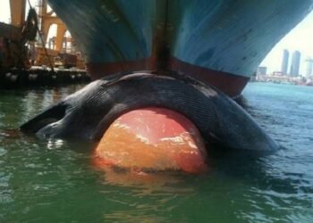Deceased Whale Found On Bow Of Cargo Ship, Released After Inspection