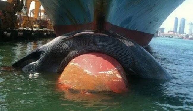 Deceased Whale Found On Bow Of Cargo Ship, Released After Inspection