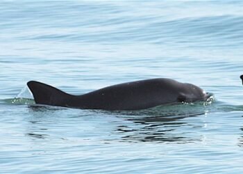 Mexico: New Fishing Regulation Endanger Near-extinct Porpoise Species
