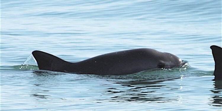 Mexico: New Fishing Regulation Endanger Near-extinct Porpoise Species