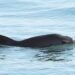 Mexico: New Fishing Regulation Endanger Near-extinct Porpoise Species