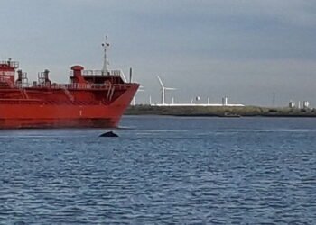 Ship Strike Kills Humpback Whale Spotted Swimming in Thames humpback whale thames
