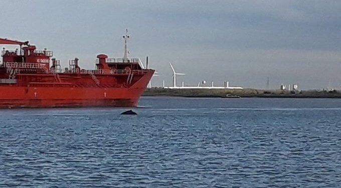 Ship Strike Kills Humpback Whale Spotted Swimming in Thames humpback whale thames
