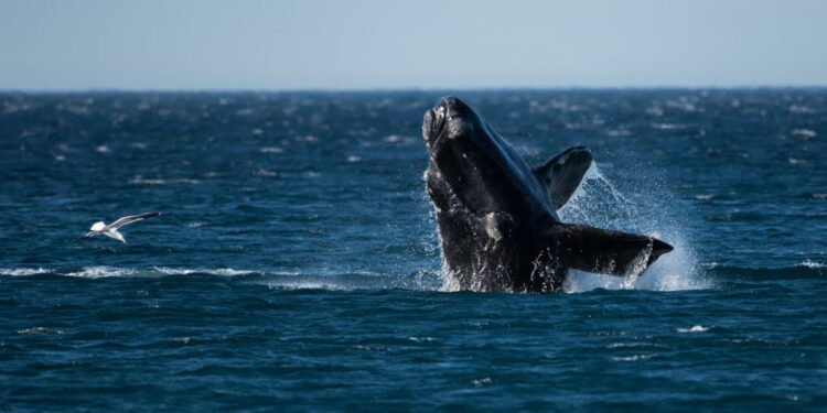 right whale