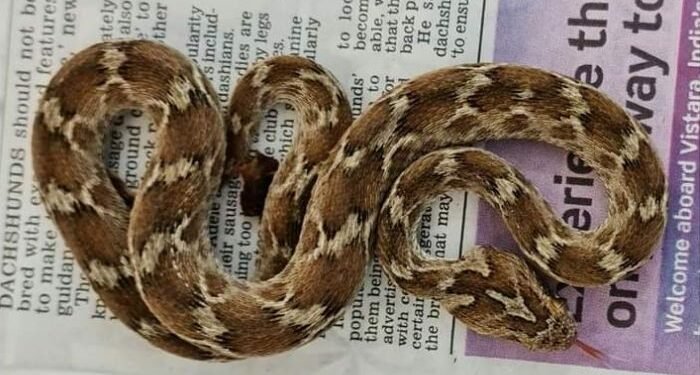 Shipping Container With One Of The Deadliest Snakes From India Lands In British Hospital