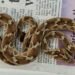 Shipping Container With One Of The Deadliest Snakes From India Lands In British Hospital