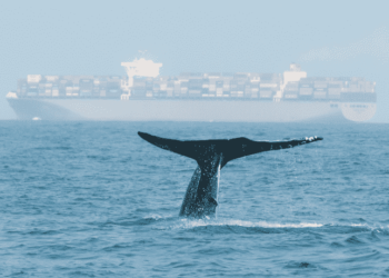 Collision With Tanker Ship Kills Massive Whale; Gets Dragged On Its Bow To Japan