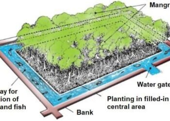 MOL To Join Mangrove Restoration/Conservation Project In Indonesia