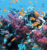 Last 50 Years Before Coral Reefs In The Western Indian Ocean Vanish: Study