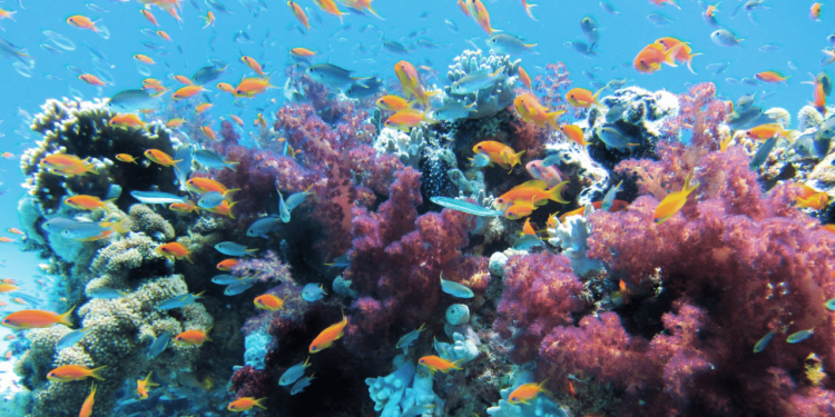 Last 50 Years Before Coral Reefs In The Western Indian Ocean Vanish ...