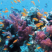 Last 50 Years Before Coral Reefs In The Western Indian Ocean Vanish: Study