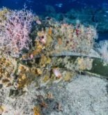 More Than 100 Underwater Animal Species Found Living On 2,200-Year-Old Mediterranean Shipwreck