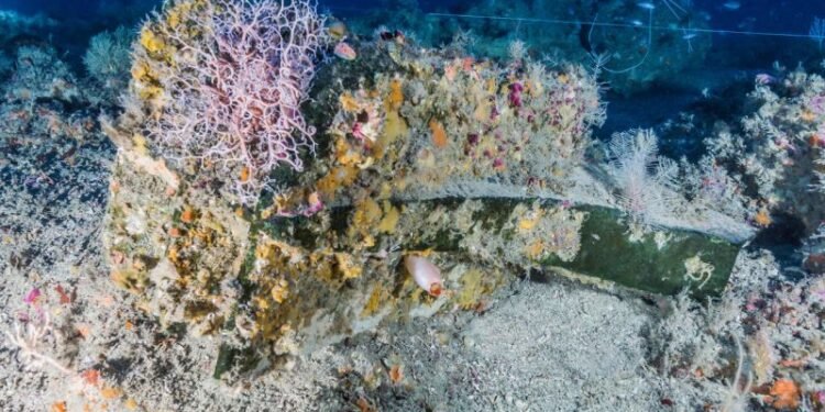 More Than 100 Underwater Animal Species Found Living On 2,200-Year-Old Mediterranean Shipwreck