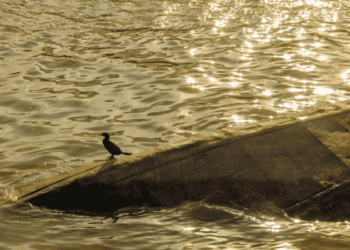 More Than 60 Missing & & 17 Dead After Ship Sinks Off Madagascar Coast